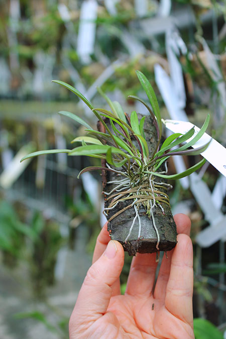 Dryadella simula.jpg