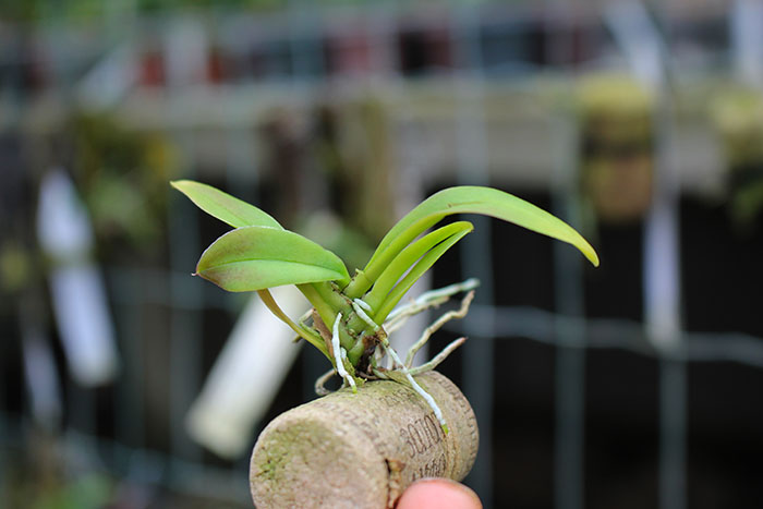 Trichocentrum longicalcaratum.jpg
