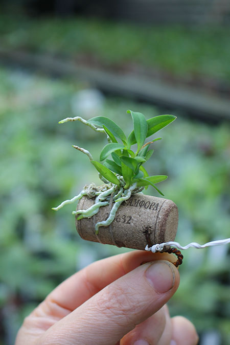 Macropodanthus alatus.jpg