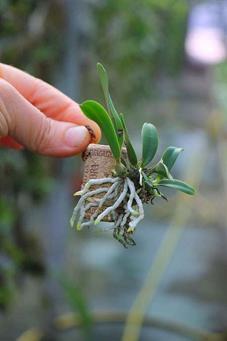 Sophronitis brevipedunculata.jpg