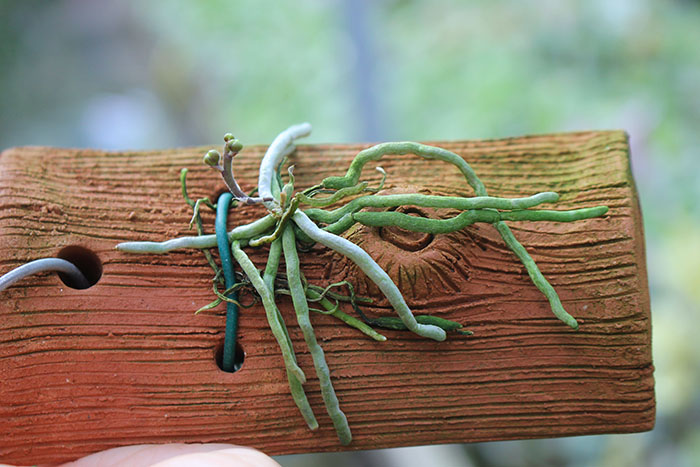 Chiloschista sweelimii.jpg