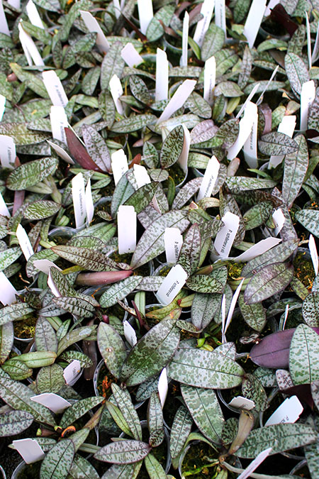 Phalaenopsis schilleriana x sib.jpg