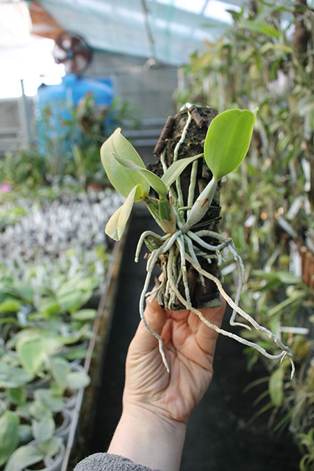 Cattleya nobilior semi-alba.jpg