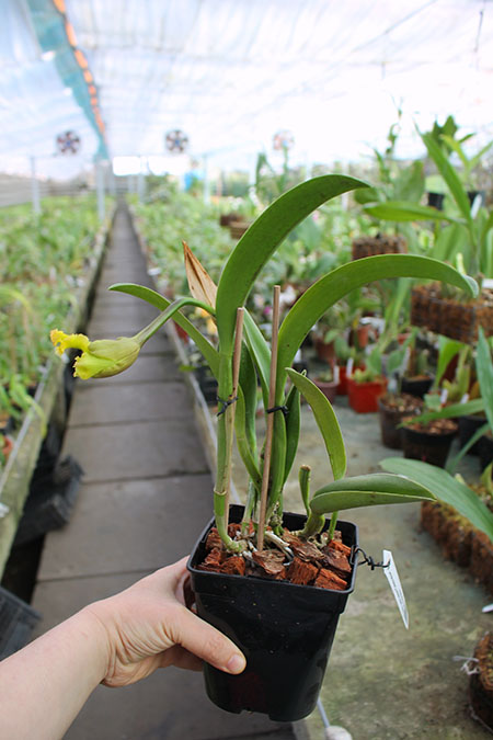Potinara Luna Jaune 'Celebration' x Brassavola digbyana.jpg