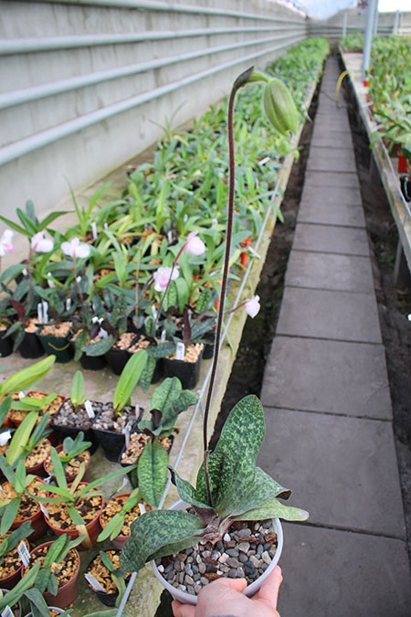 Paphiopedilum malipoense x delenatii.jpg