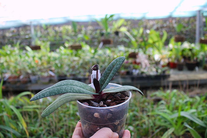 Paphiopedilum leucochilum Yilung.jpg