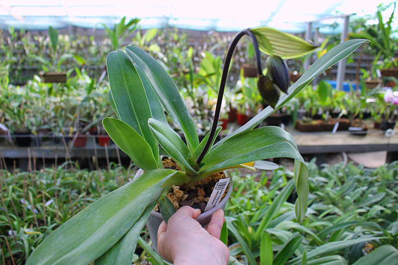 Paphiopedilum Hung Sheng Eagle x rothschildianum.jpg