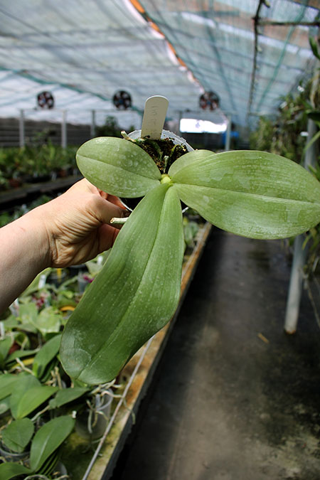 Phalaenopsis Mok Choi Yew.jpg