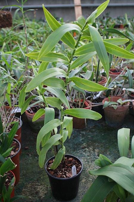 Epidendrum cristatum.jpg