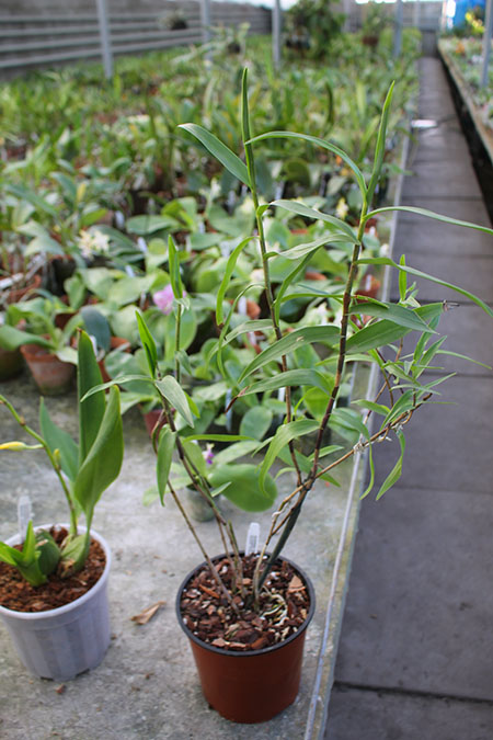 Epidendrum schweinfurthianum.jpg