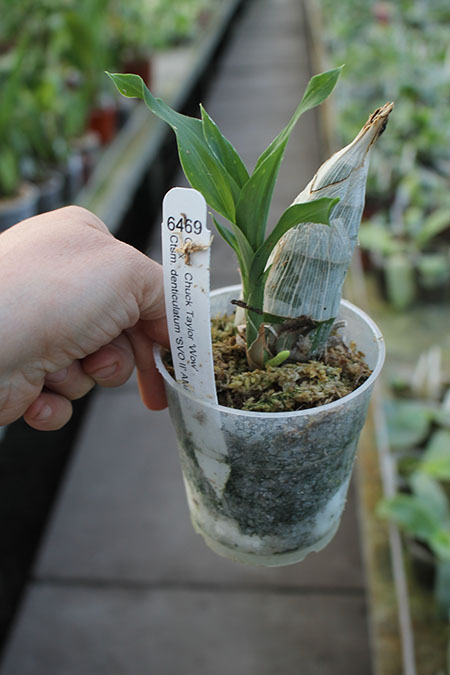 Catasetum Chuck Taylor 'Wow' x Catasetum denticulatum 'SVO II'.jpg