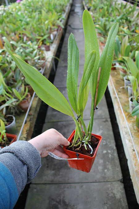 Brassolaeliocattleya Delta King Tangerglow (George King x John Sexton).jpg