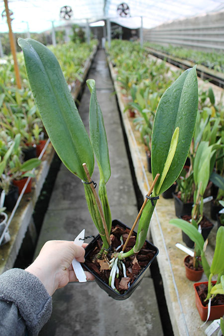 Laeliocattleya Melody Fair 'Carol'.jpg