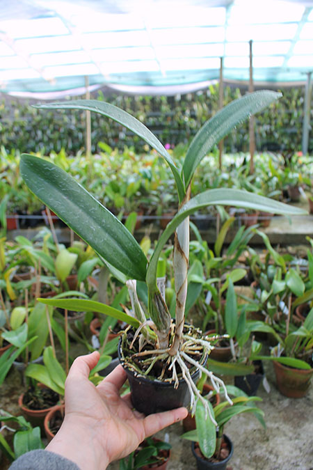 Cattleya Duckitt Ruby No 5 x Laelia anceps lineata.jpg