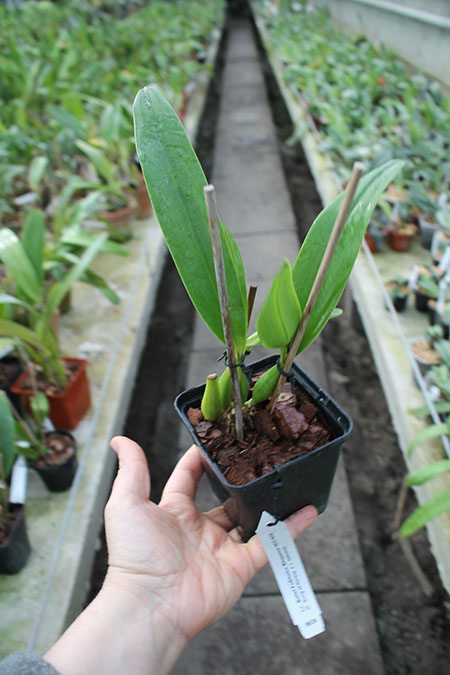 Laeliocattleya Ballet Folklorico 'Eloquence' (Cattleya Song of Norway x Laelia speciosa).jpg