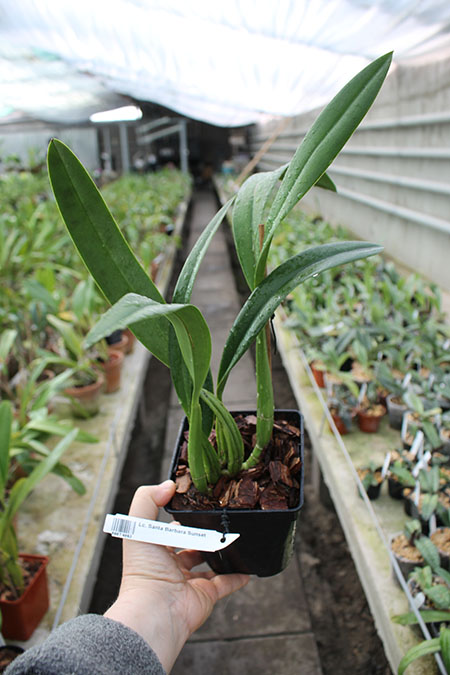 Laeliocattleya Santa Barbara Sunset.jpg