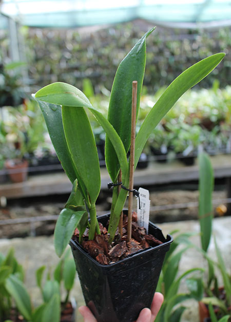 Rhyncholaeliocattleya Chyong Guu Linnet 'Smile'.jpg