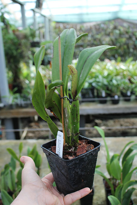 Laeliocattleya Chan Hsiu Jewel 'San Mei' (Cattleya Moscombe x Laeliocattleya Wayndora).jpg