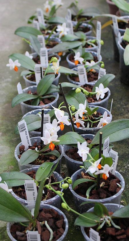 Phalaenopsis Mini Mark 'Maria Teresa'.jpg