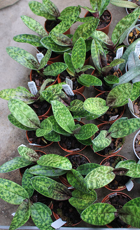 Paphiopedilum Maudiae vinicolor 'Schwarze Madonna'.jpg