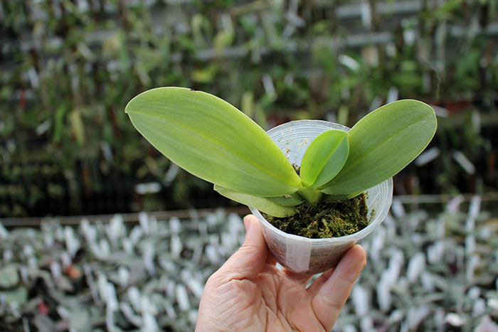 Phalaenopsis Purple Martin '4N' x violacea indigo.jpg