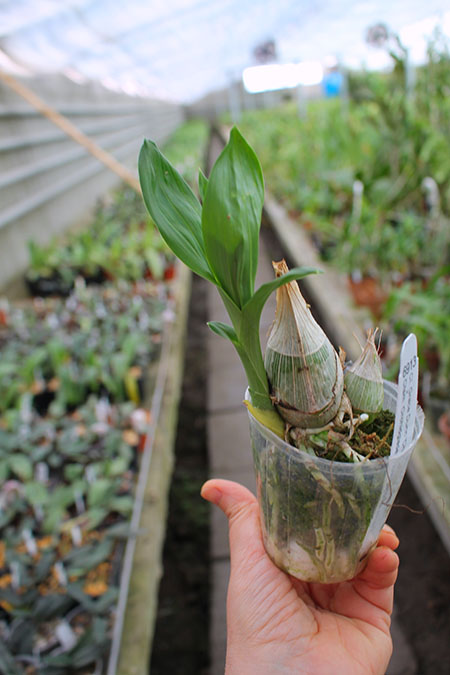 Clowesia Grace Dunn 'Chadds Ford' x Catasetum Orchidglade 'Davie Ranches'.jpg