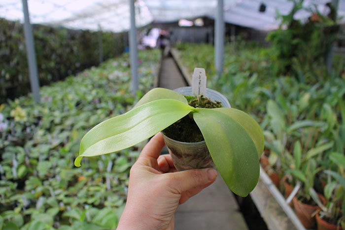 Phalaenopsis Joseph Wu Chameleon.jpg