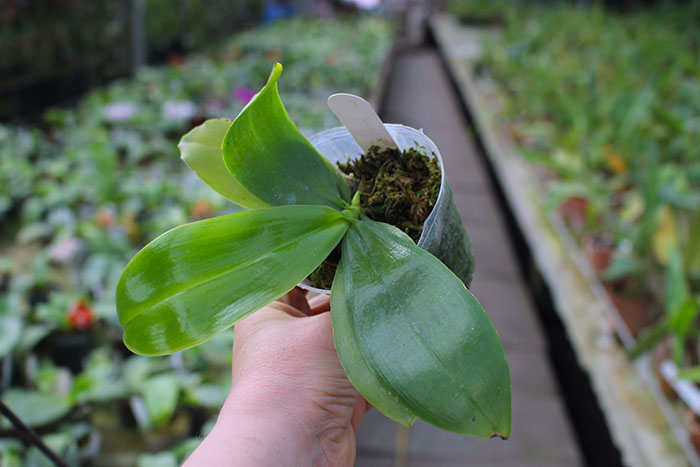 Phalaenopsis javanica alba.jpg