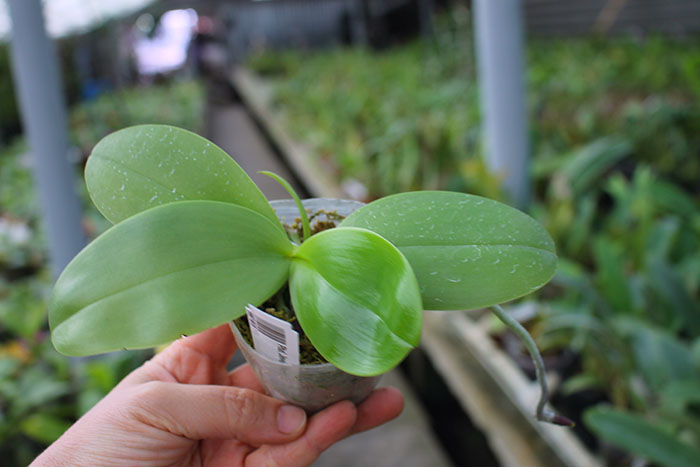 Phalaenopsis Chienlung Jewel Parrot.jpg