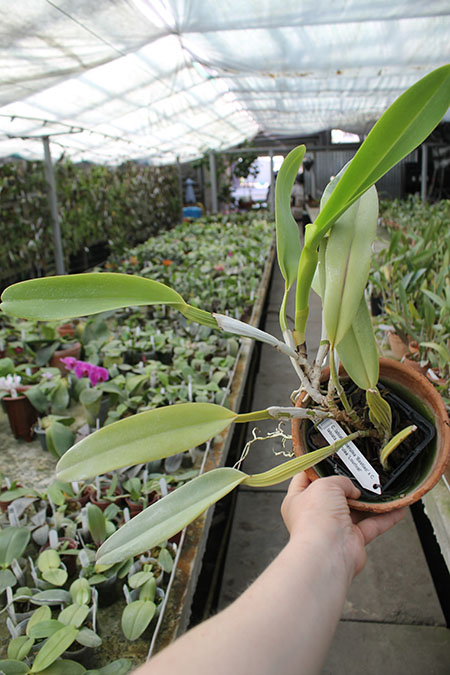 Cattleya labiata coerulea 'Bastiao' x Cattleya labiata coerulea 'Lourival'.jpg