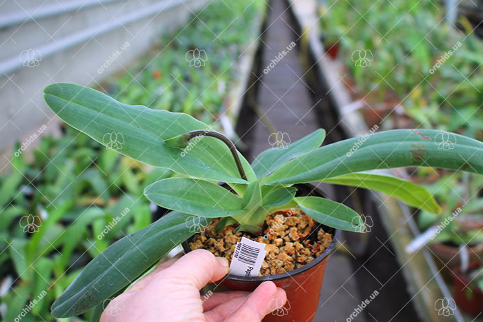 Paphiopedilum glaucophyllum.jpg