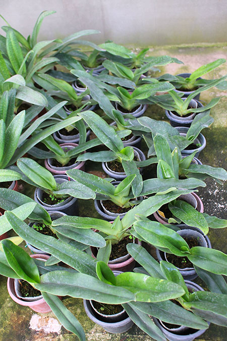 Paphiopedilum hangianum.jpg