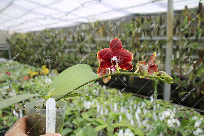 Phalaenopsis Lioulin Goldenfish x Chienlung Black Parrot.jpg