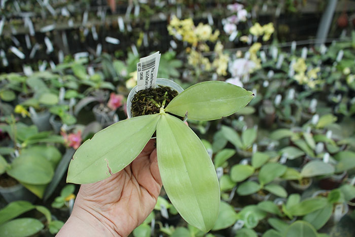 Phalaenopsis Jennifer Palermo (tetraspis 'Su's Coffee Candy' x violacea coerulea).jpg
