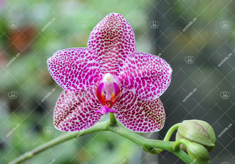 Phalaenopsis gigantea x Mituo Sun.jpg