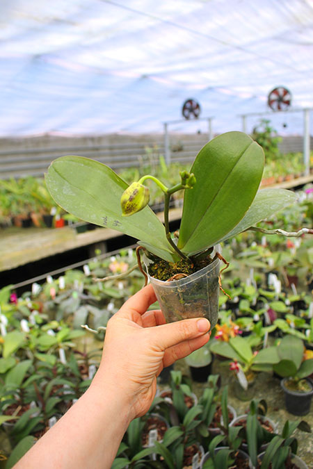 Phalaenopsis Mituo Diamond 'B-B'.jpg