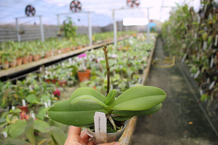 Phalaenopsis Memoria Val Rettig 'Pink'.jpg