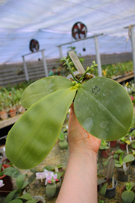 Phalaenopsis Mituo Prince 'Orange'.jpg
