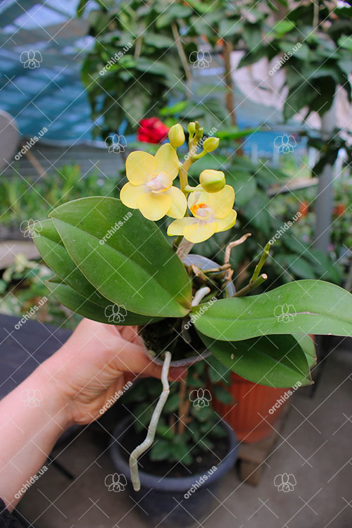 Phalaenopsis Sogo Pikachu x Sunrise Red Peoker.jpg