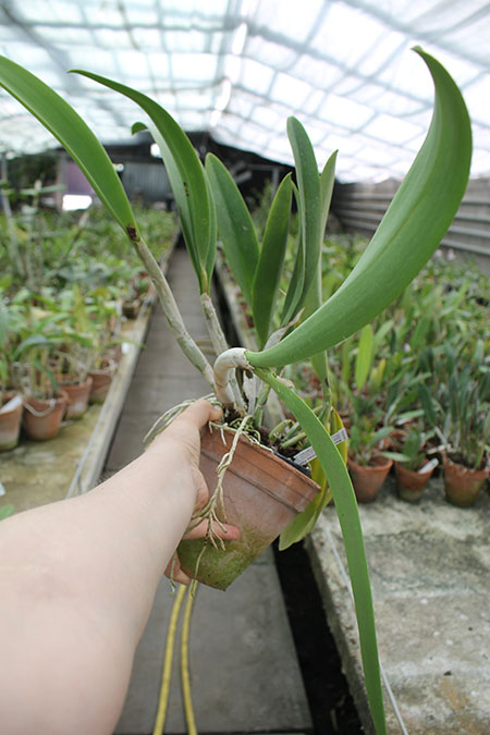 Recchara Frances Fox.jpg