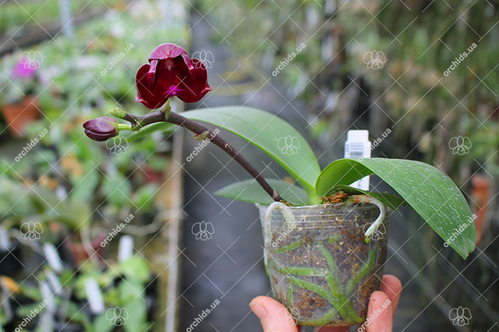 Phalaenopsis Chienlung Red Parrot.jpg