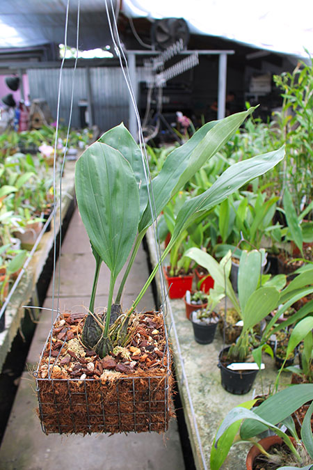 Stanhopea jenischiana.jpg