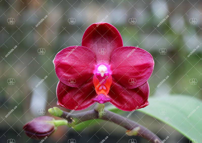 Phalaenopsis Chienlung Red Parrot.jpg