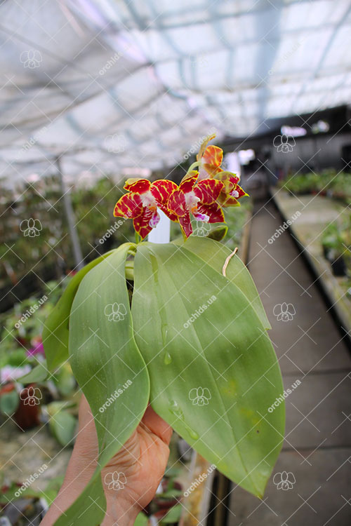 Phalaenopsis (Gelblieber 'B#1' x Hsia's Focus) x Magnificent Mibs.jpg