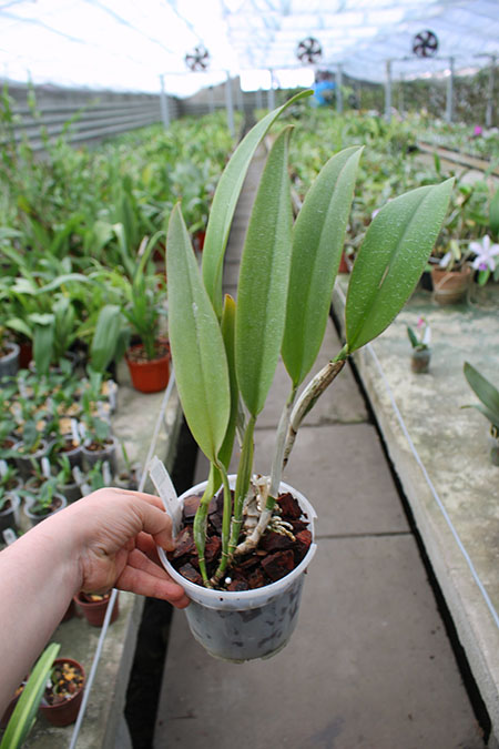 Potinara Chief Emperor 'Sunset'.jpg