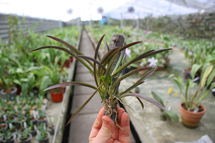 Oncidium (Tolumnia) hybrids.jpg