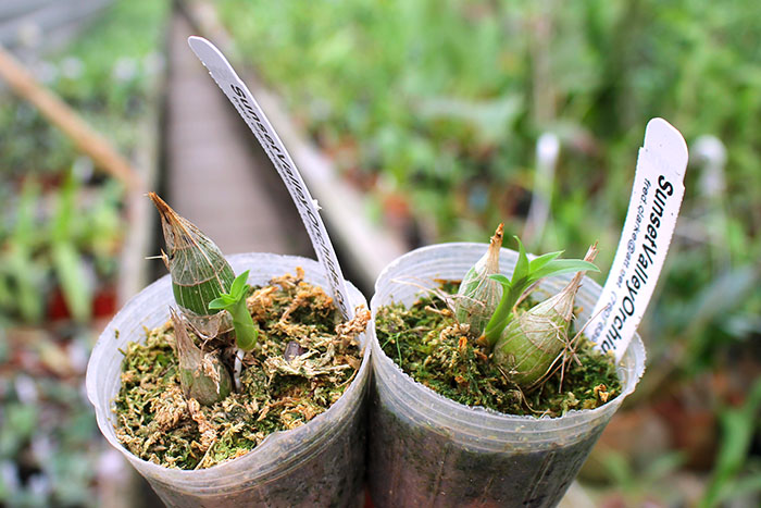 Clowesia Rebecca Northen.jpg