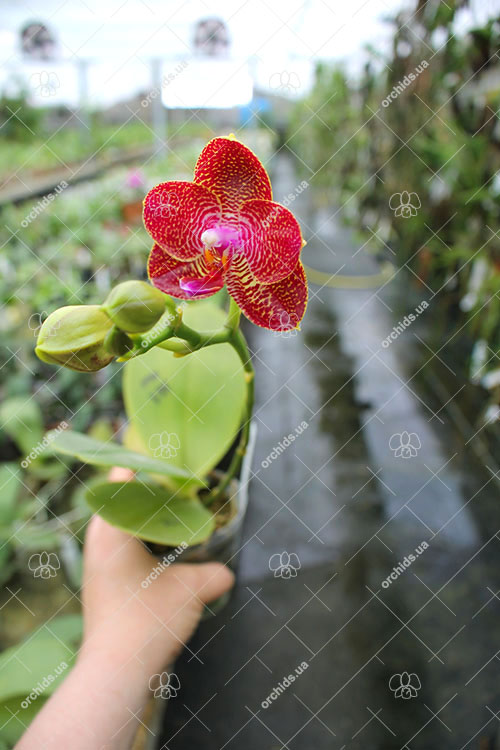 Phalaenopsis Mituo King 'Round'.jpg