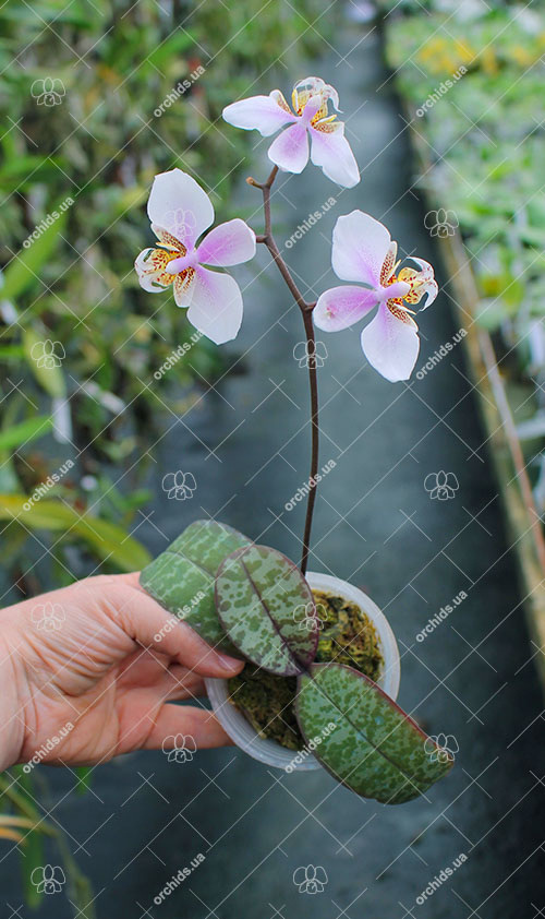 Phalaenopsis schilleriana silver leaves.jpg