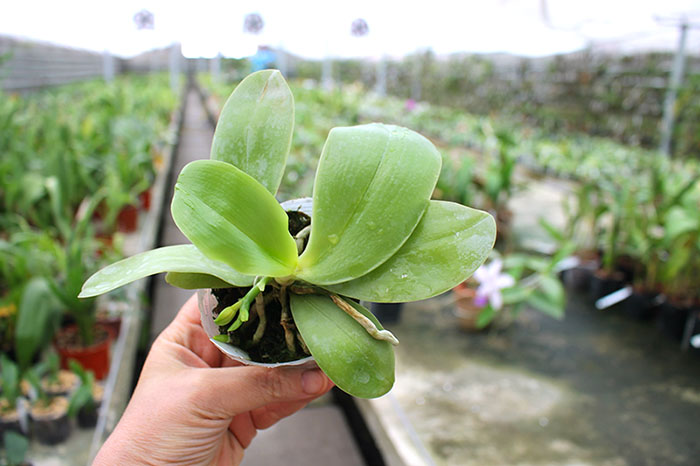 Phalaenopsis Princess Kaiulani 'Chin Yo'.jpg